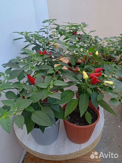 Перец комнатный острый огонёк