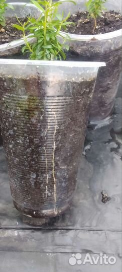 Миртовое дерево