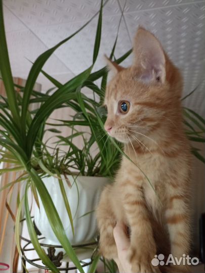 В добрые руки