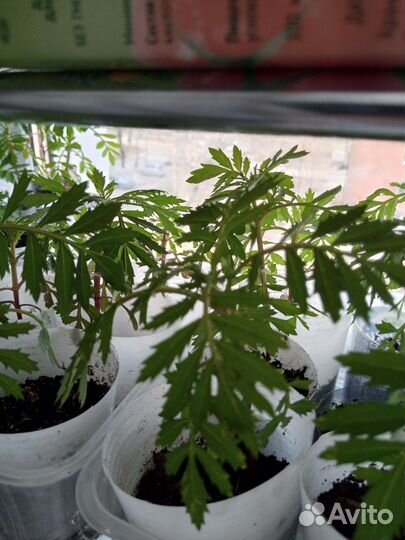 Бархатцы, астры рассада