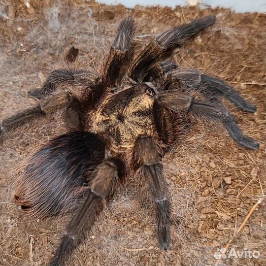 Паук птицеед