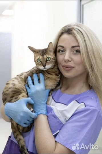 Вакцинация/чипирование.Ветеринарный врач на дом