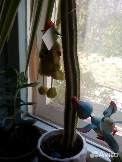 Комнатные растения цветы