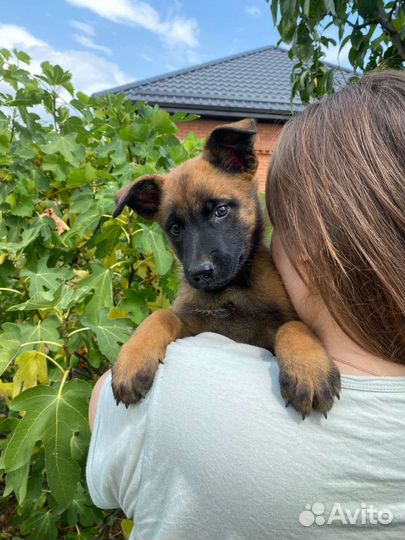 Бельгийская овчарка