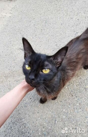 Молодая кошечка Полночь в добрые руки