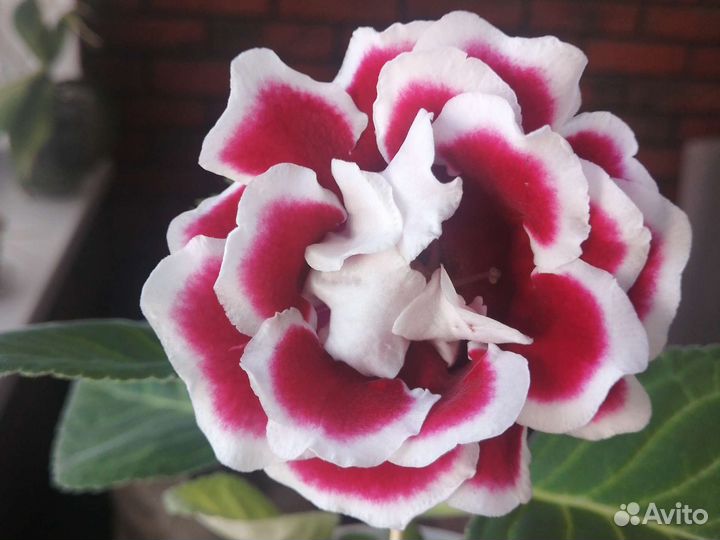 Глоксиния Брокада