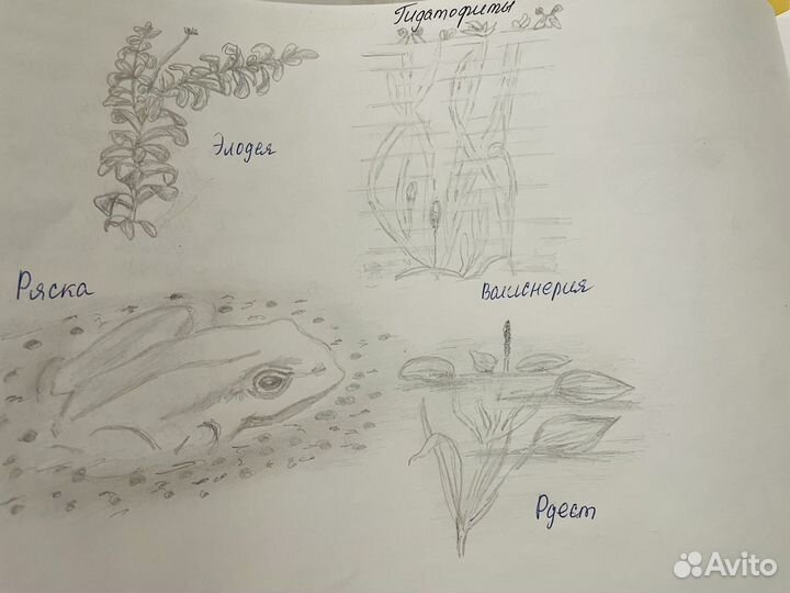 Переписать, напечатать или срисовать