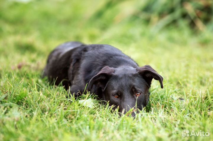 Молодая собака Клякса в дар в добрые руки