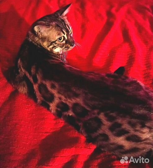 Бенгальская кошка