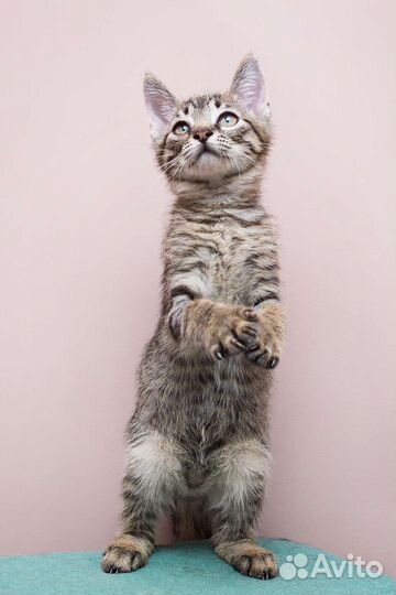 Котик футболист