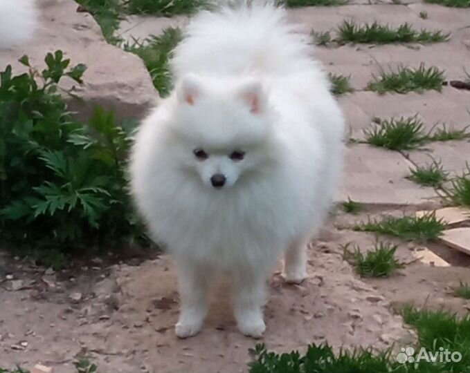 Белый померанский шпиц мальчик