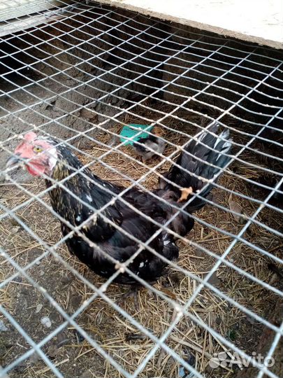 Петух, курицы и цыплята