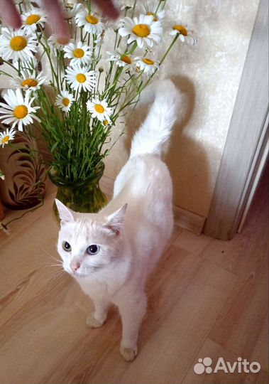 В добрые руки