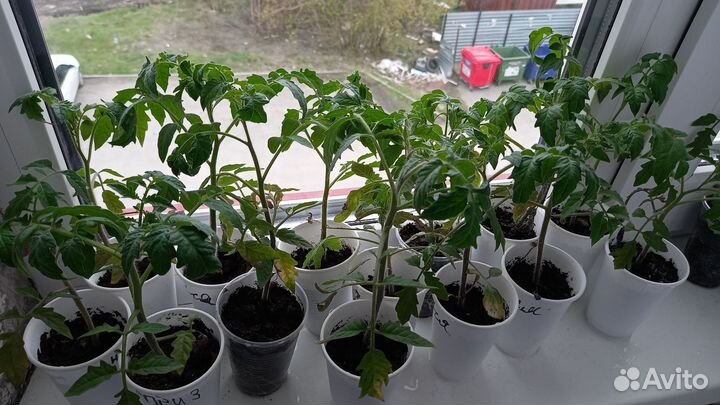 Рассада помидор