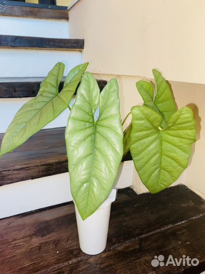 Алоказия коразон