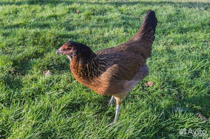 Куры Несушки с доставкой с доставкой