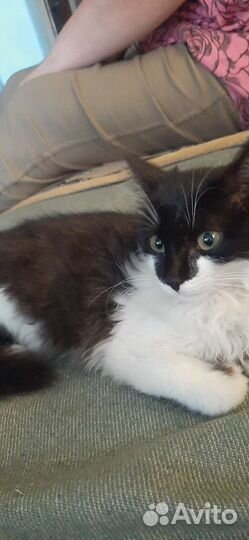 Кошки в добрые руки бесплатно