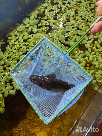 Сом таракатум