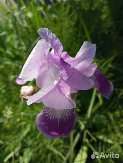 Ирис, хоста, астильба, ромашка, хелоне, мята