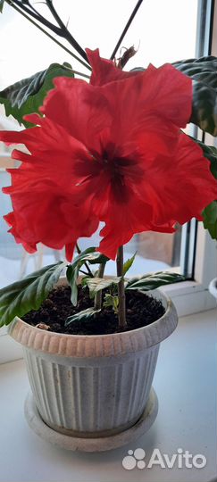 Комнатные растения цветы