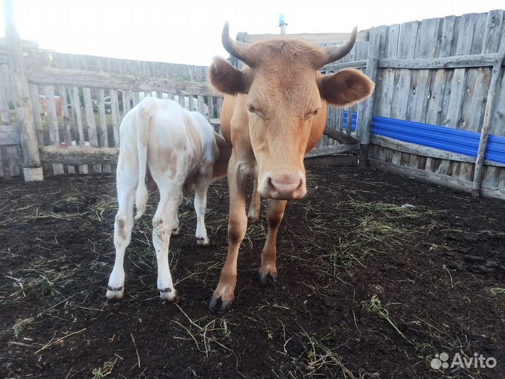Корова дойная с теленком