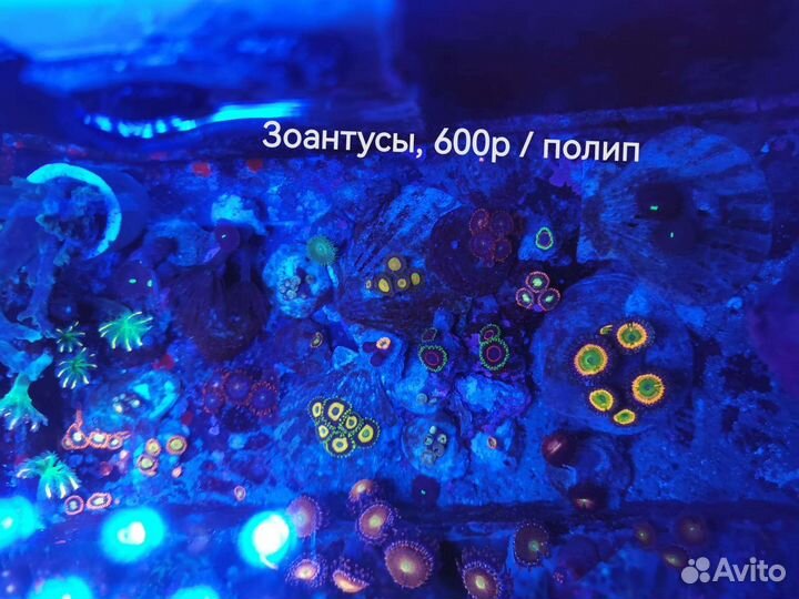 Зоантусы и другие