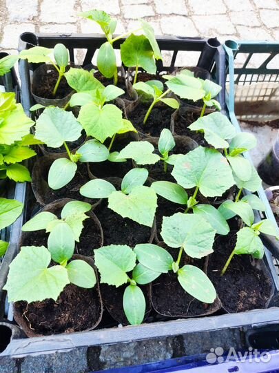 Рассада огурцов