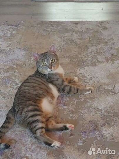 Уютный кот бесплатно