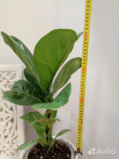 Фикус Лирата Лировидный