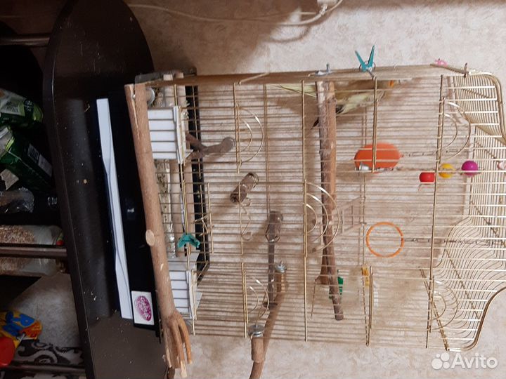 Попугай корелла