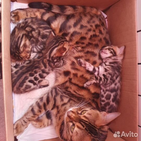 Бенгальская