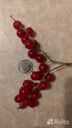 Саженцы красной смородины, крыжовника