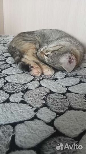 Котенок в добрые руки