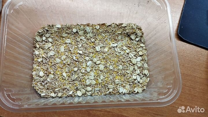 Личинки жуков знахарей