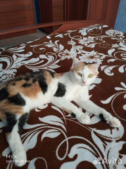 Кошка