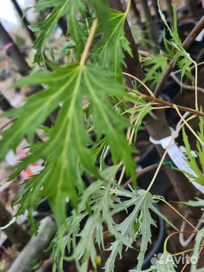 Клен серебристый Лациниатум Виери