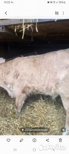 Бычки и быки