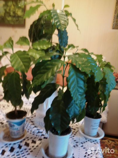 Кофе Арабика