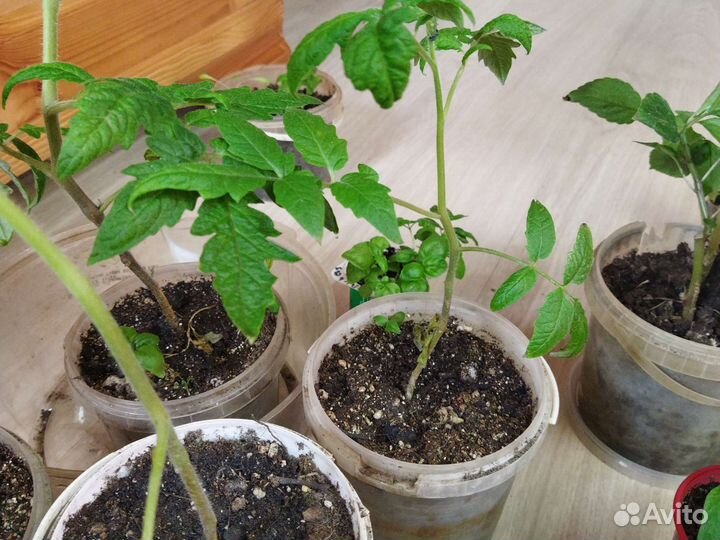 Рассада томатов и перцев, огурцов