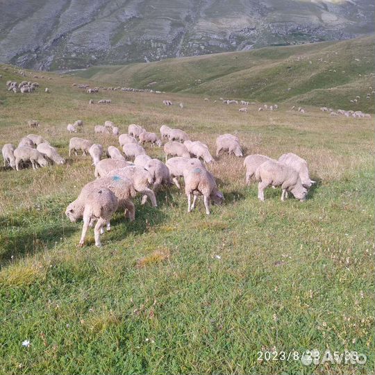 Бараны ягнята