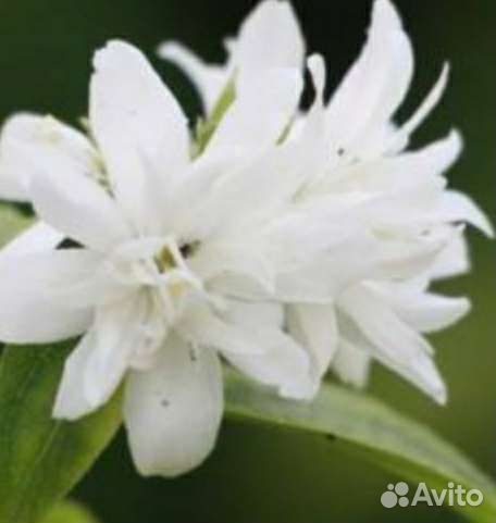 Жасмин уличный