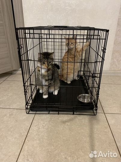 Клетка для перевозки собак и кошек Аренда