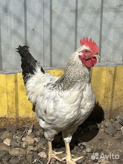 Петухи доминант