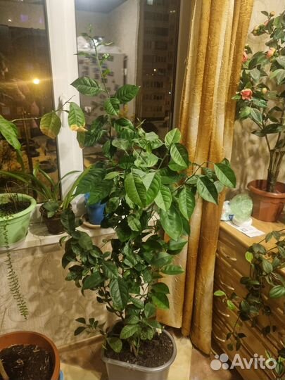 Цитрусовое дерево