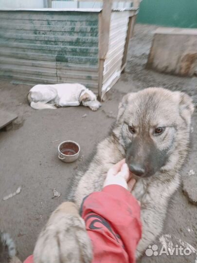 Собака в добрые руки отдам бесплатно