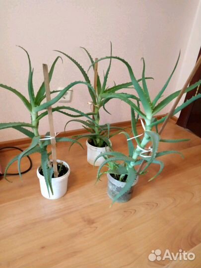 Алоэ лечебное старше 3 лет и др