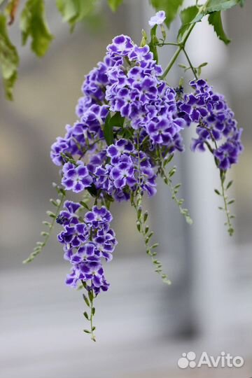 Дуранта на штамбе