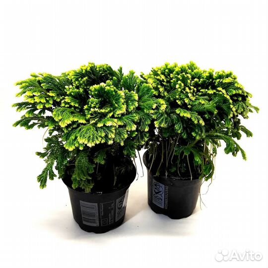 Комнатные растения