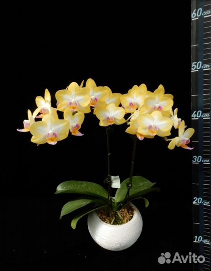 Орхидея фаленопсис азиатские подростки 10 сортов