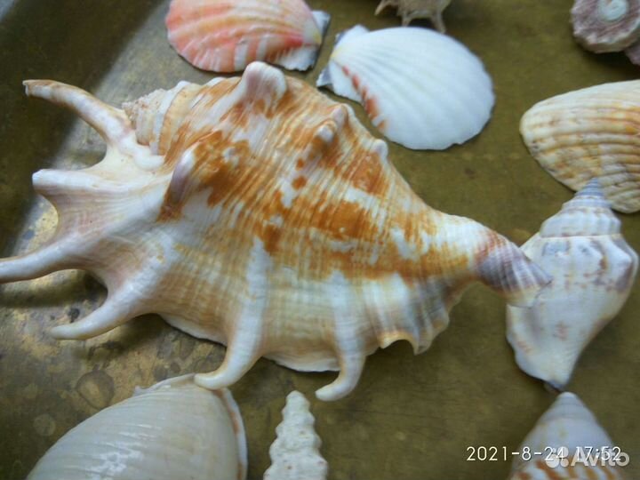 Ракушки морские